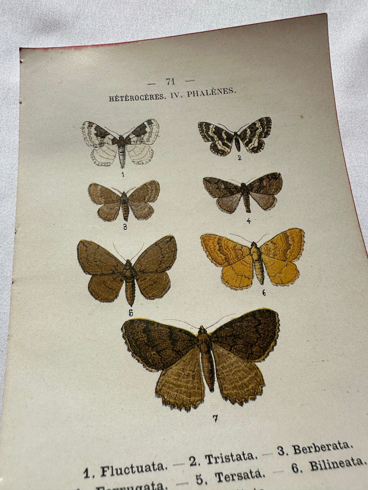 Botanical Plate 1800 Old Naturalist Engraving 19th Century Double-Sided
