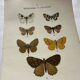Botanical Plate 1800 Old Naturalist Engraving 19th Century Double-Sided