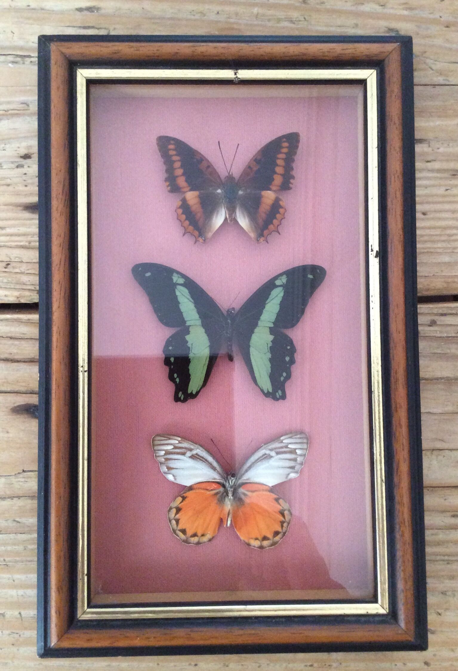 Framework butterflies under glass