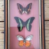 Framework butterflies under glass