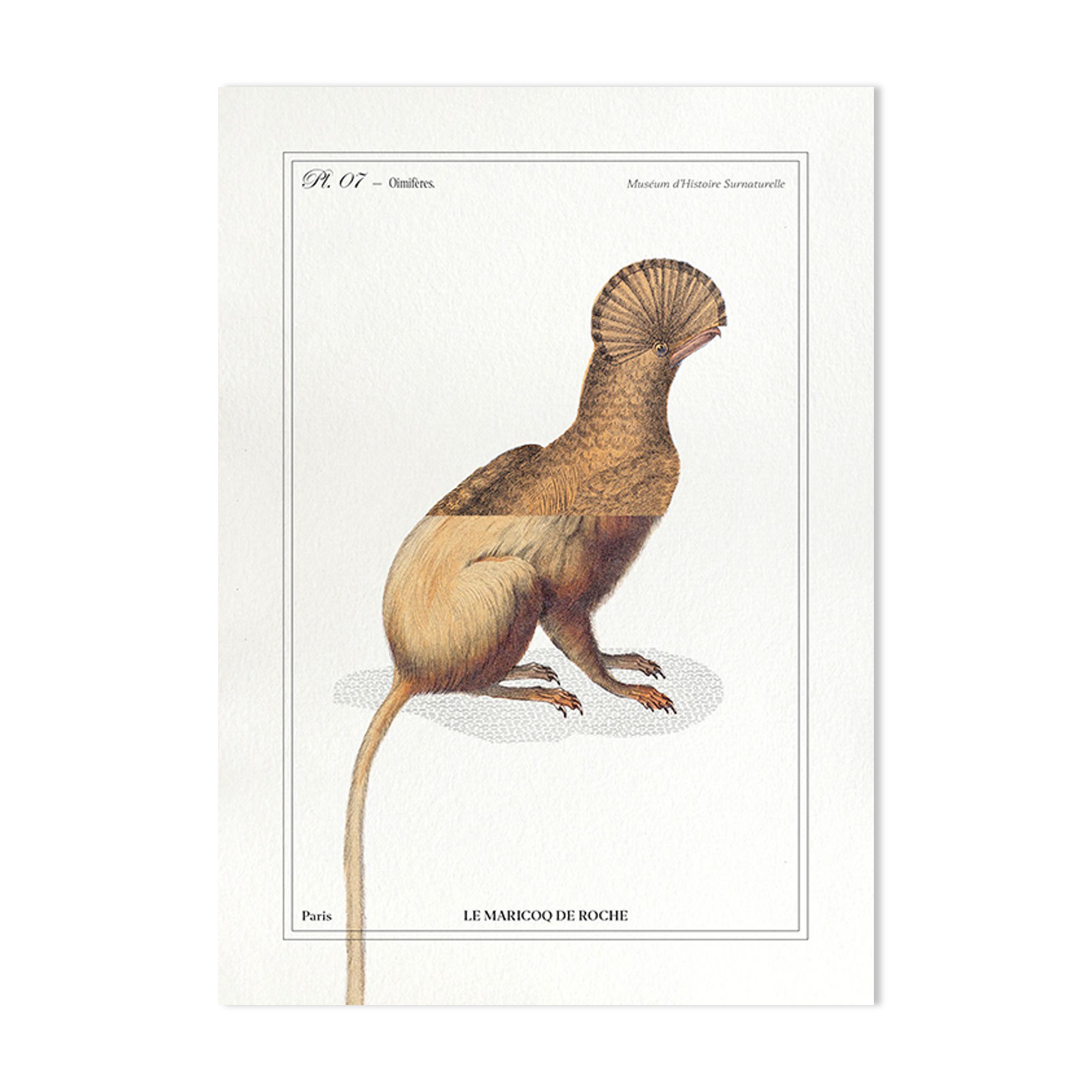 Chimera lithograph animal engraving - the maricoq