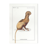 Chimera lithograph animal engraving - the maricoq
