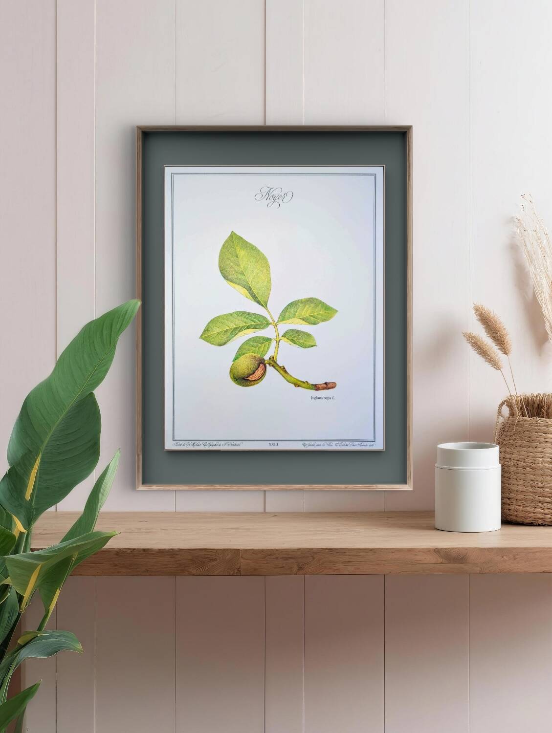 Printed in 1986, The Walnut Tree. Vintage Botanical