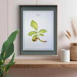 Printed in 1986, The Walnut Tree. Vintage Botanical