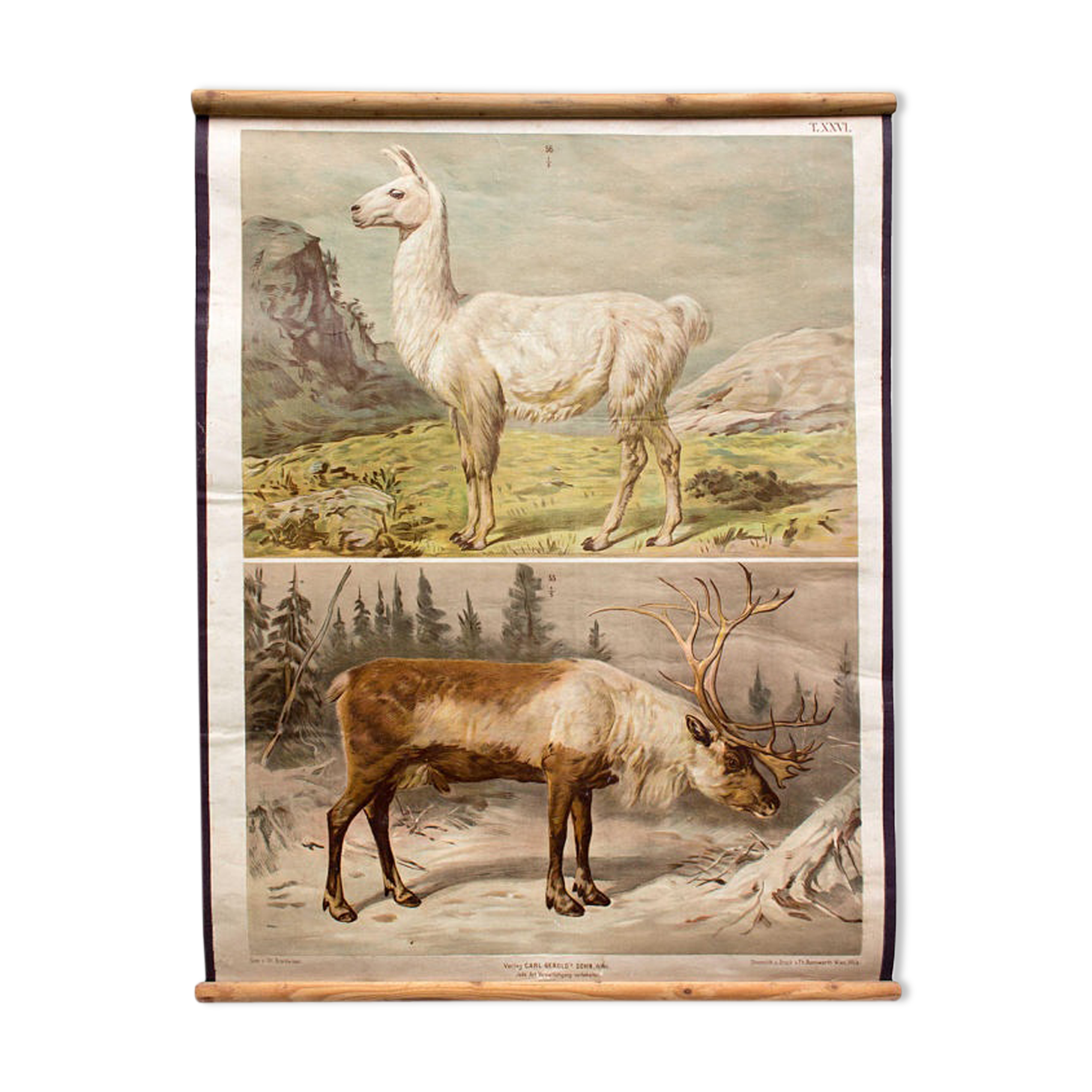 Old Deer, Reindeer, Th. Breidwiser Wall Poster for Gerold & Sohn, 1879