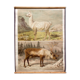 Ancien affiche mural cerf, renne, Th. Breidwiser pour Gerold & Sohn, 1879