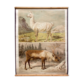 Old Deer, Reindeer, Th. Breidwiser Wall Poster for Gerold & Sohn, 1879