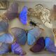 Boite ancienne d’entomologie aux papillons et insectes