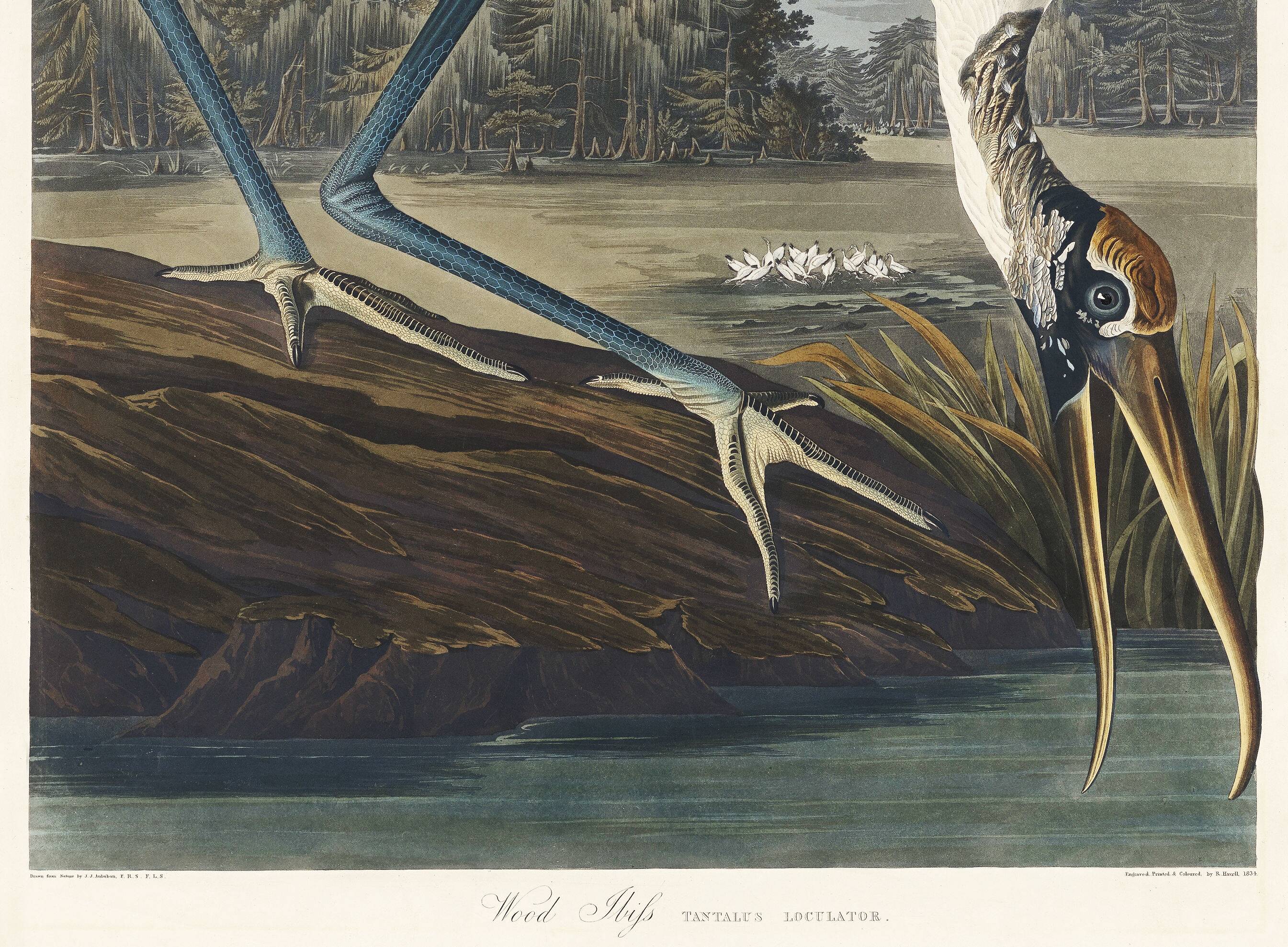 Poster about the American Stork, based on an old engraving from 1827.