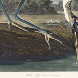 Poster about the American Stork, based on an old engraving from 1827.