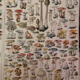 Mushrooms two original plates from Larousse 21st century