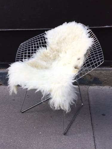 Chair Diamond of Bertoia Knoll