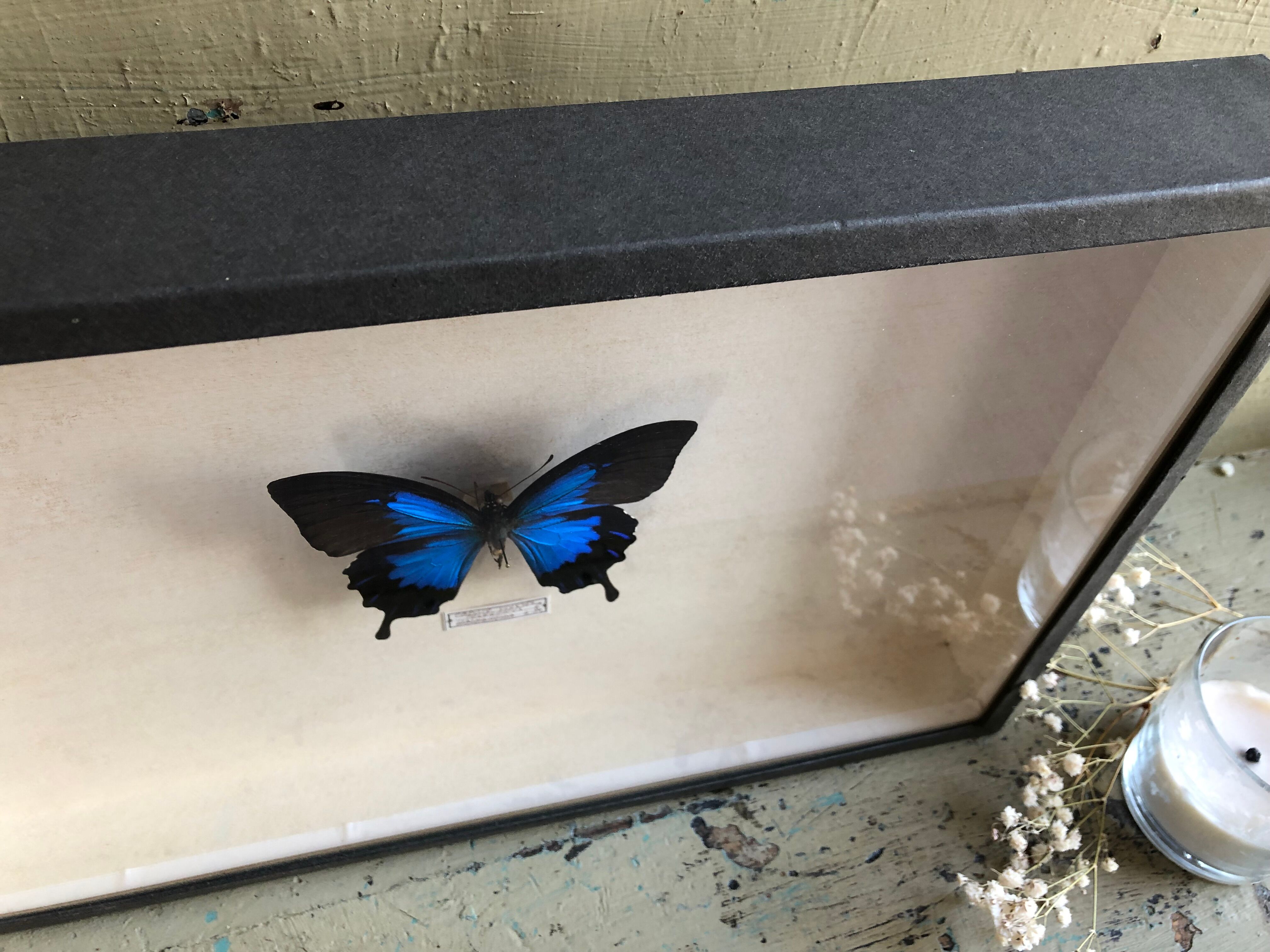 Blue butterfly frame