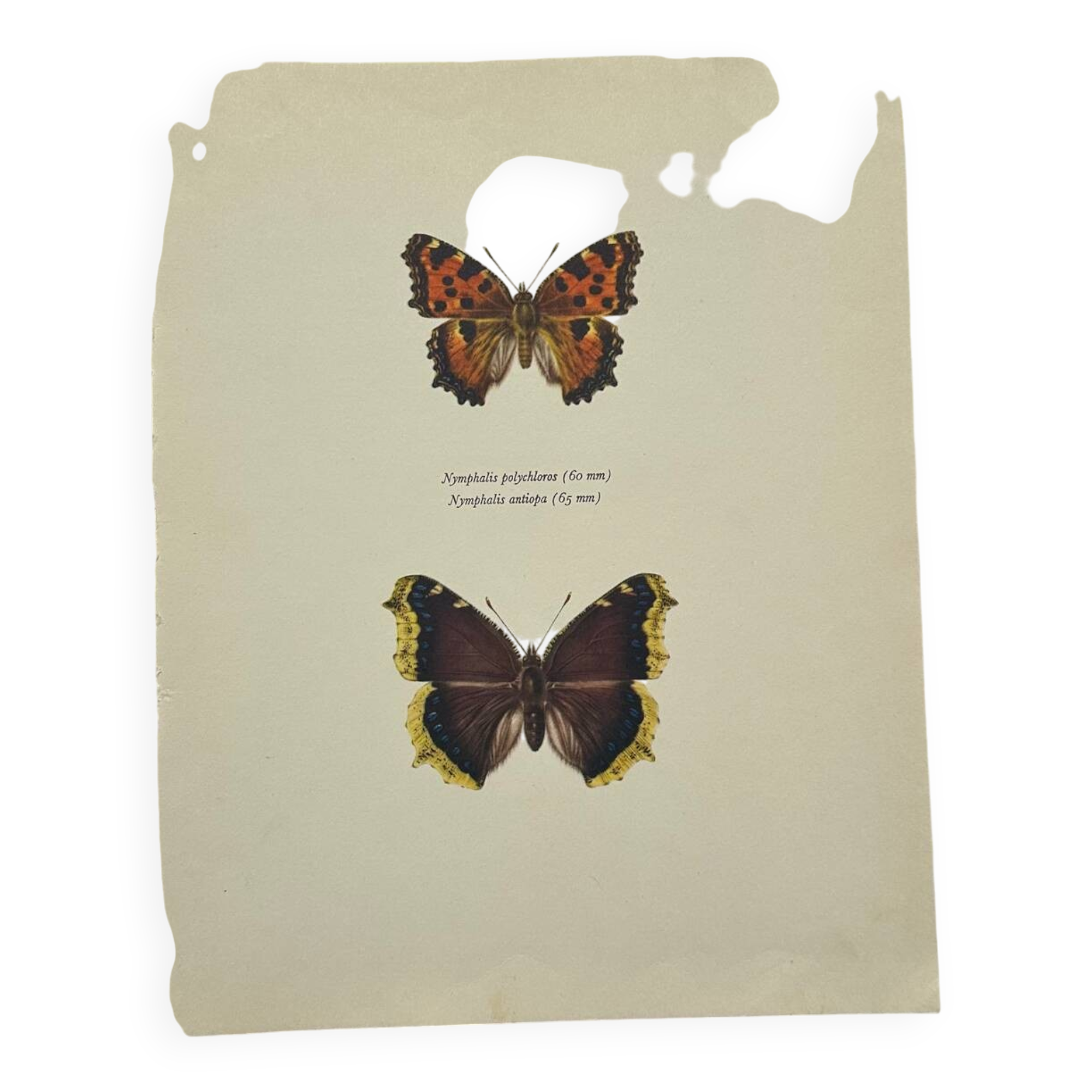 Antique butterfly etching 1900 art deco vintage botanical plate