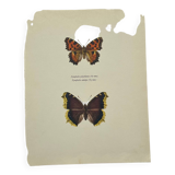 Antique butterfly etching 1900 art deco vintage botanical plate