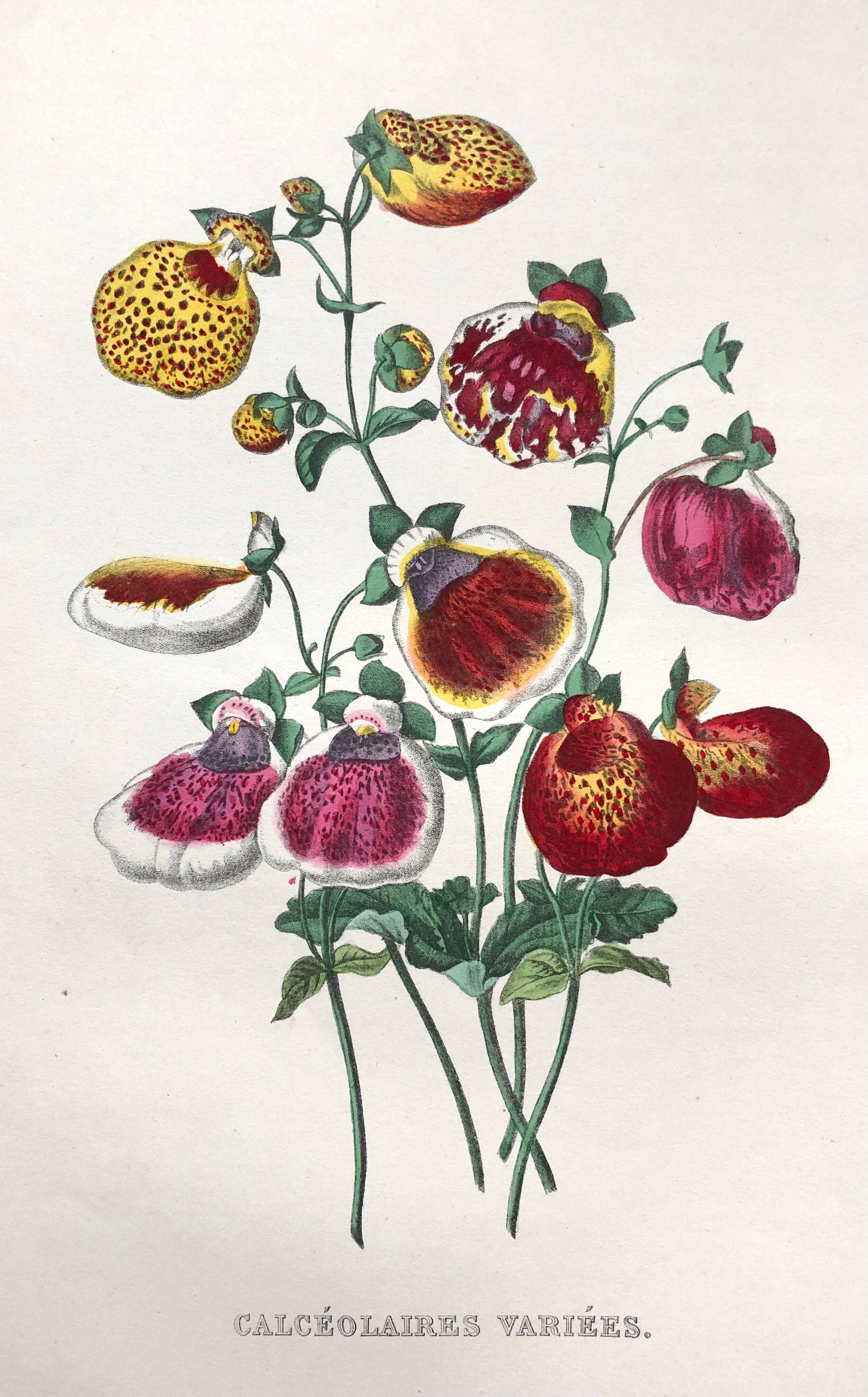 Affiche ancienne - planche botanique de 1854
