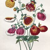 Old poster - Botanical plate from 1854