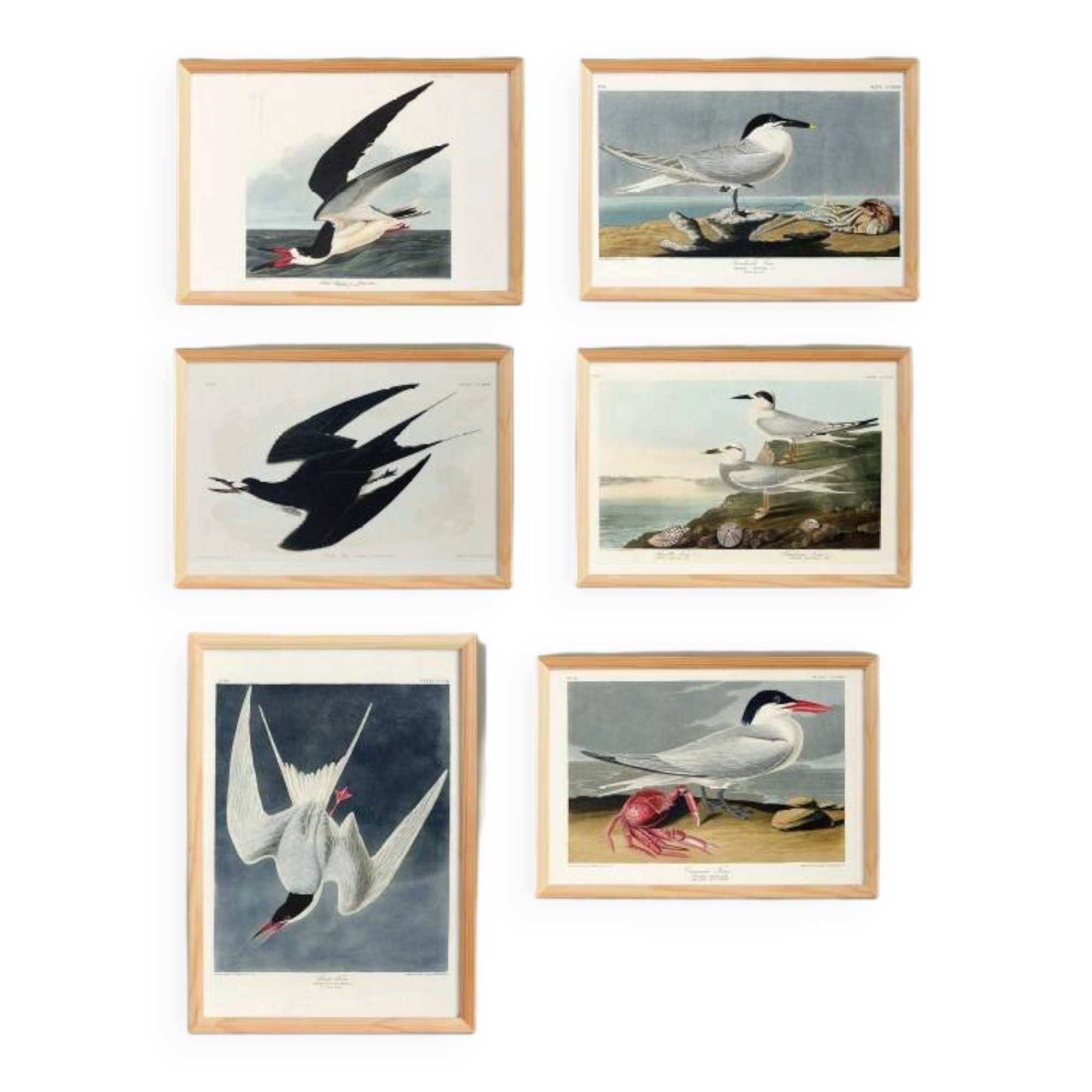 Set of 6 posters on terns