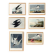 Set of 6 posters on terns