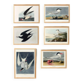 Lot de 6 affiches sur les sternes