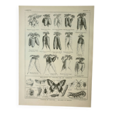 Gravure ancienne 1922, Carotte, potager, jardin, ferme, légume • Lithographie, illustration original
