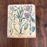 10 "herbarium" frames