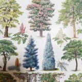 Lithograph on garden trees "locust"