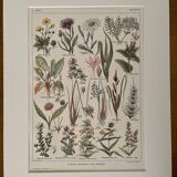 Lithographie sur les plantes de prairies de 1921
