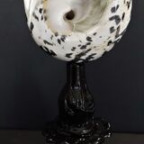 Cabinet of Curiosities shell cittarium pica on pedestal