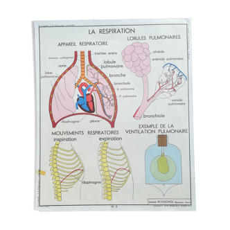 Rossignol school poster N°7 Gas exchanges N°8 Respiration