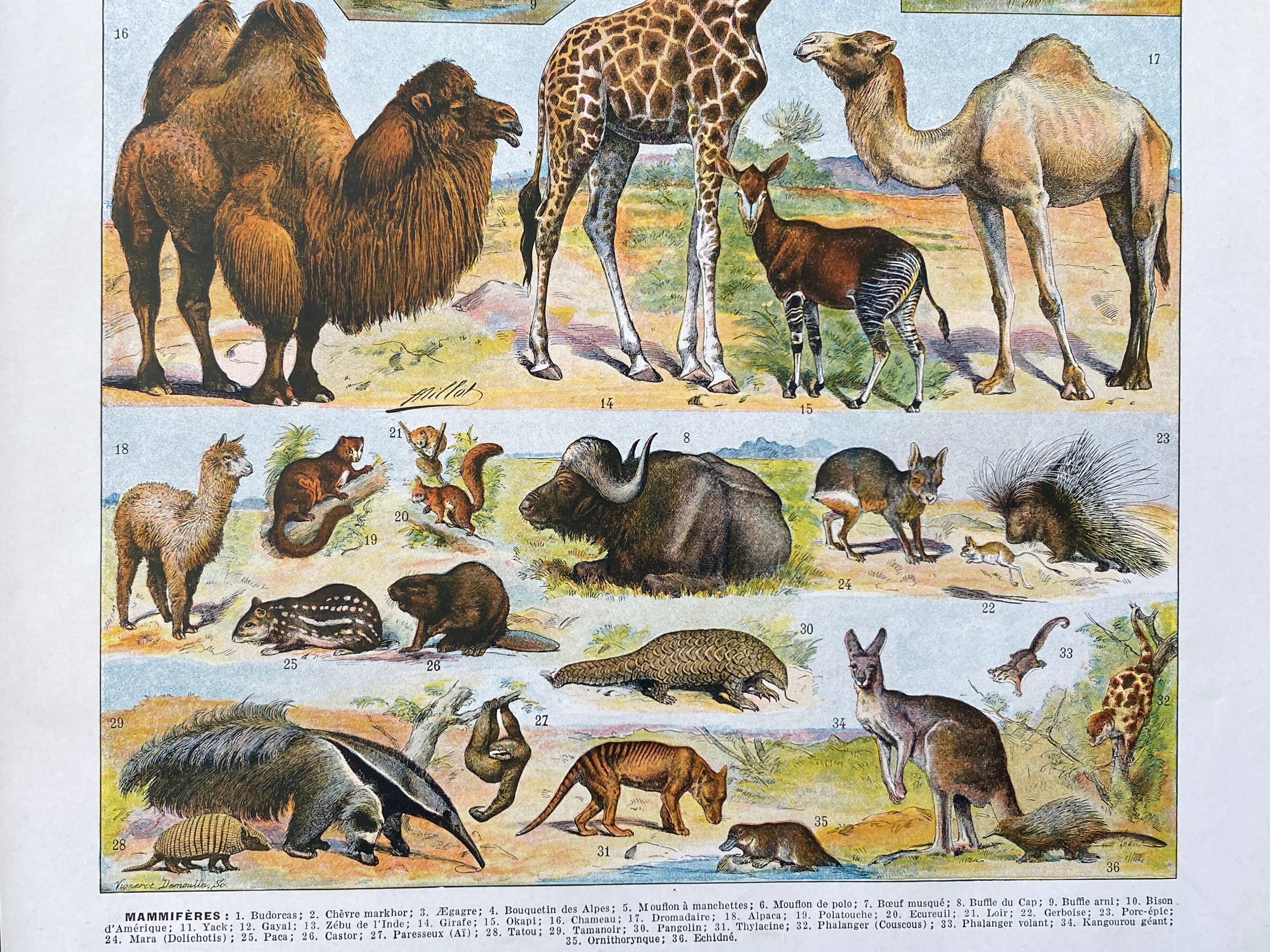 Illustration Millot "Mammals"