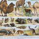 Illustration Millot "Mammals"