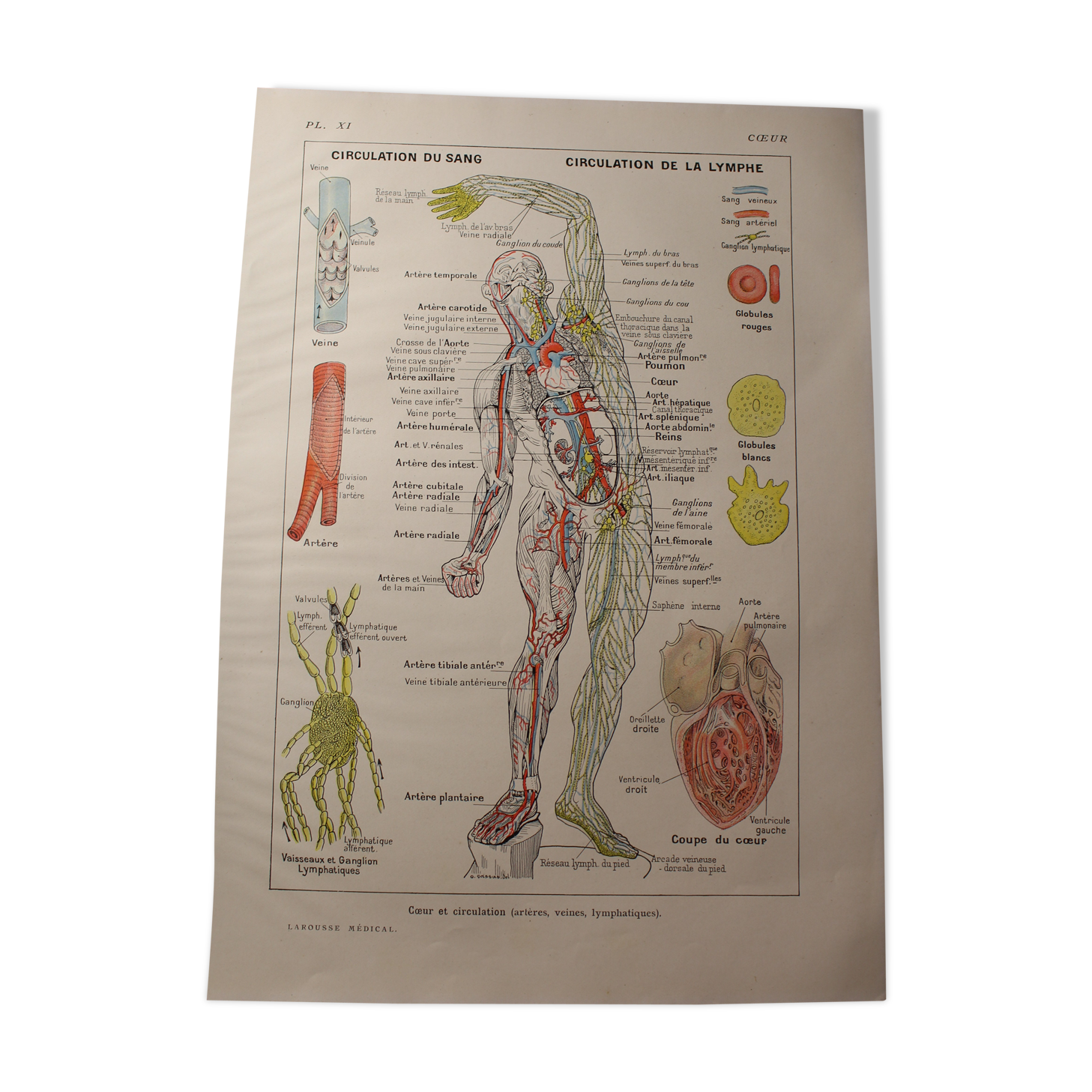 Medical Board - Anatomy - Heart