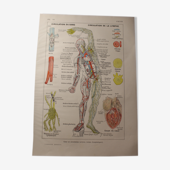 Planche médicale anatomie coeur