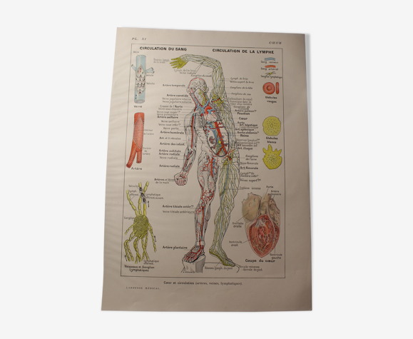 Planche médicale anatomie coeur