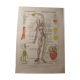 Medical Board - Anatomy - Heart