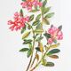 Dessin botanique
