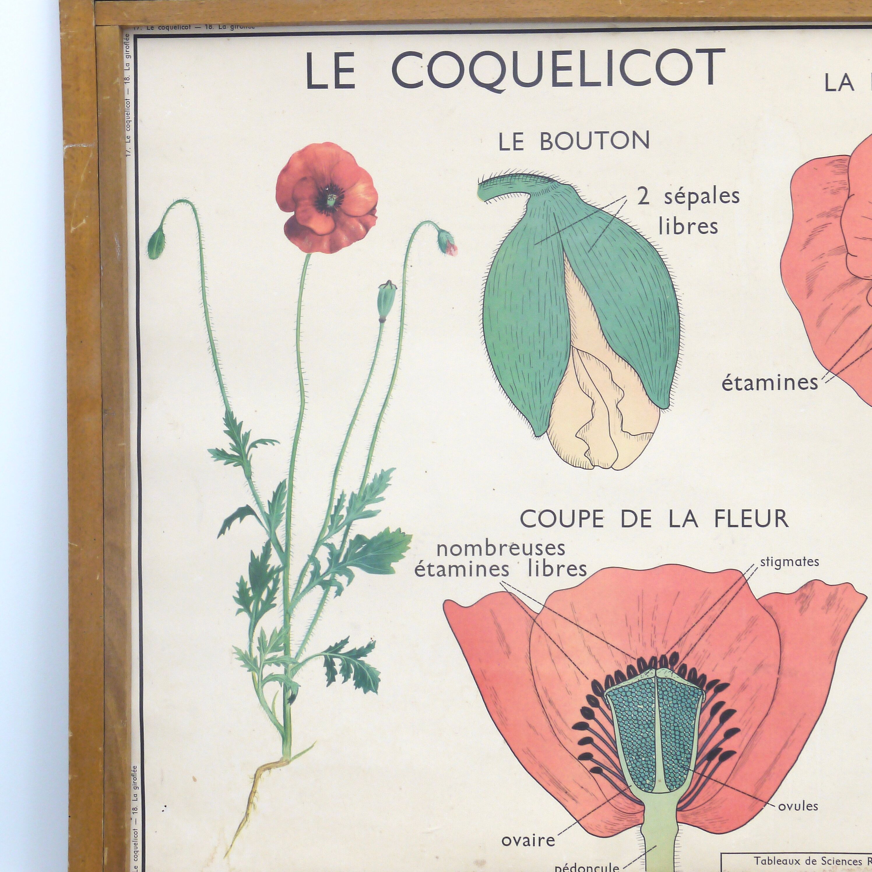 Educational poster the wallflower and poppy