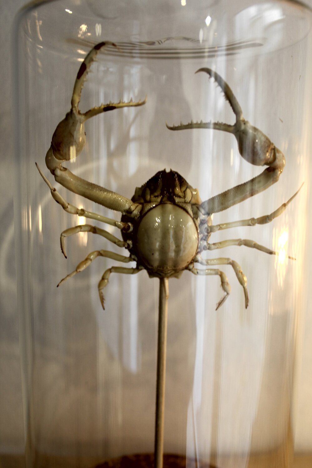Curiosity - crabe medallion sous cloche de verre