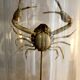 Curiosity - crabe medallion sous cloche de verre