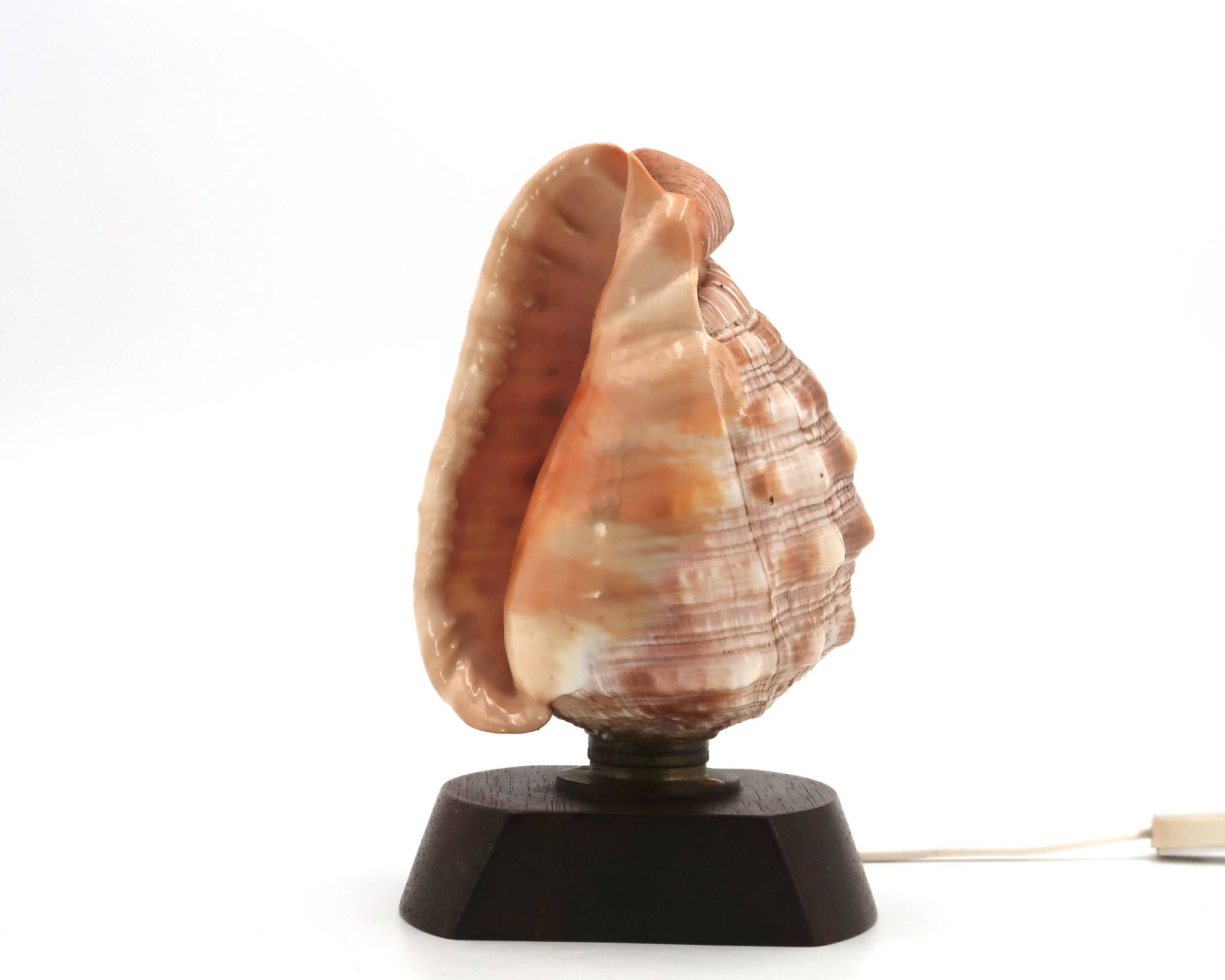 Lampe à poser coquillage naturel et socle en bois, années 60