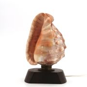 Lampe à poser coquillage naturel et socle en bois, années 60