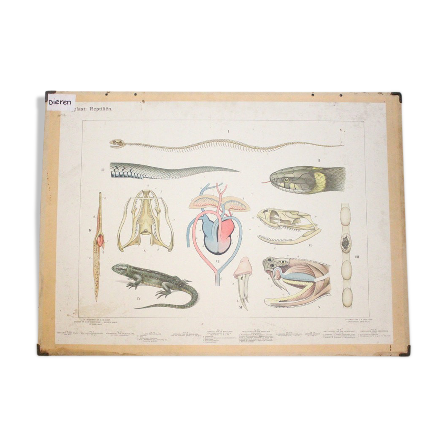 Anatomical teaching poster of reptiles