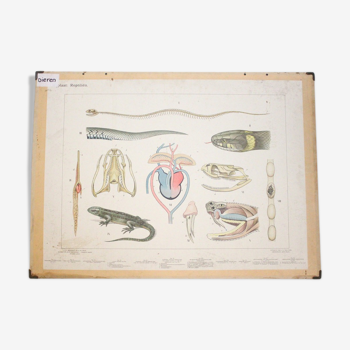 Anatomical teaching poster of reptiles