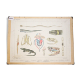 Anatomical teaching poster of reptiles