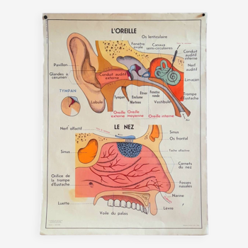 School educational poster the eye, the ear, the nose