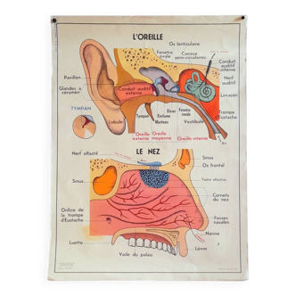 Affiche pédagogique scolaire l œil ,l oreille, le nez