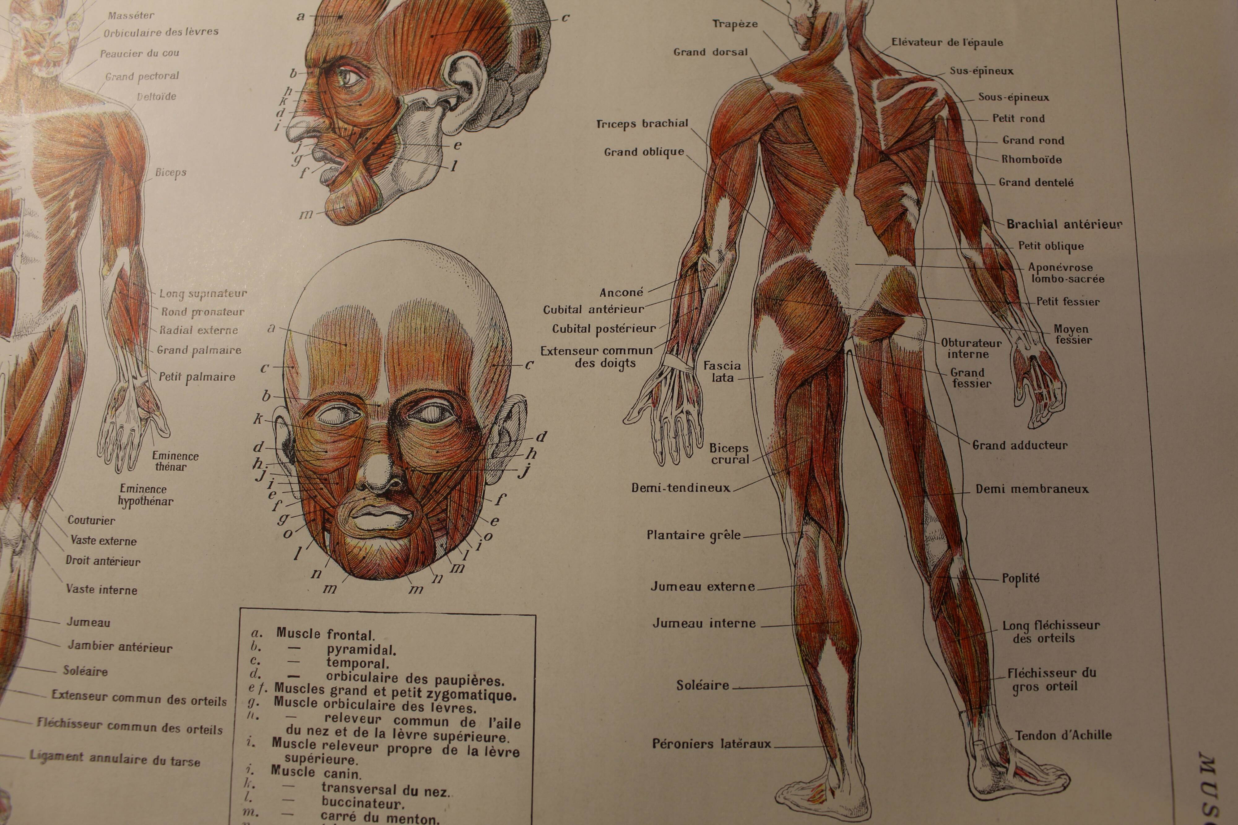 Medical board - anatomy - Muscles