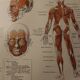 Medical board - anatomy - Muscles