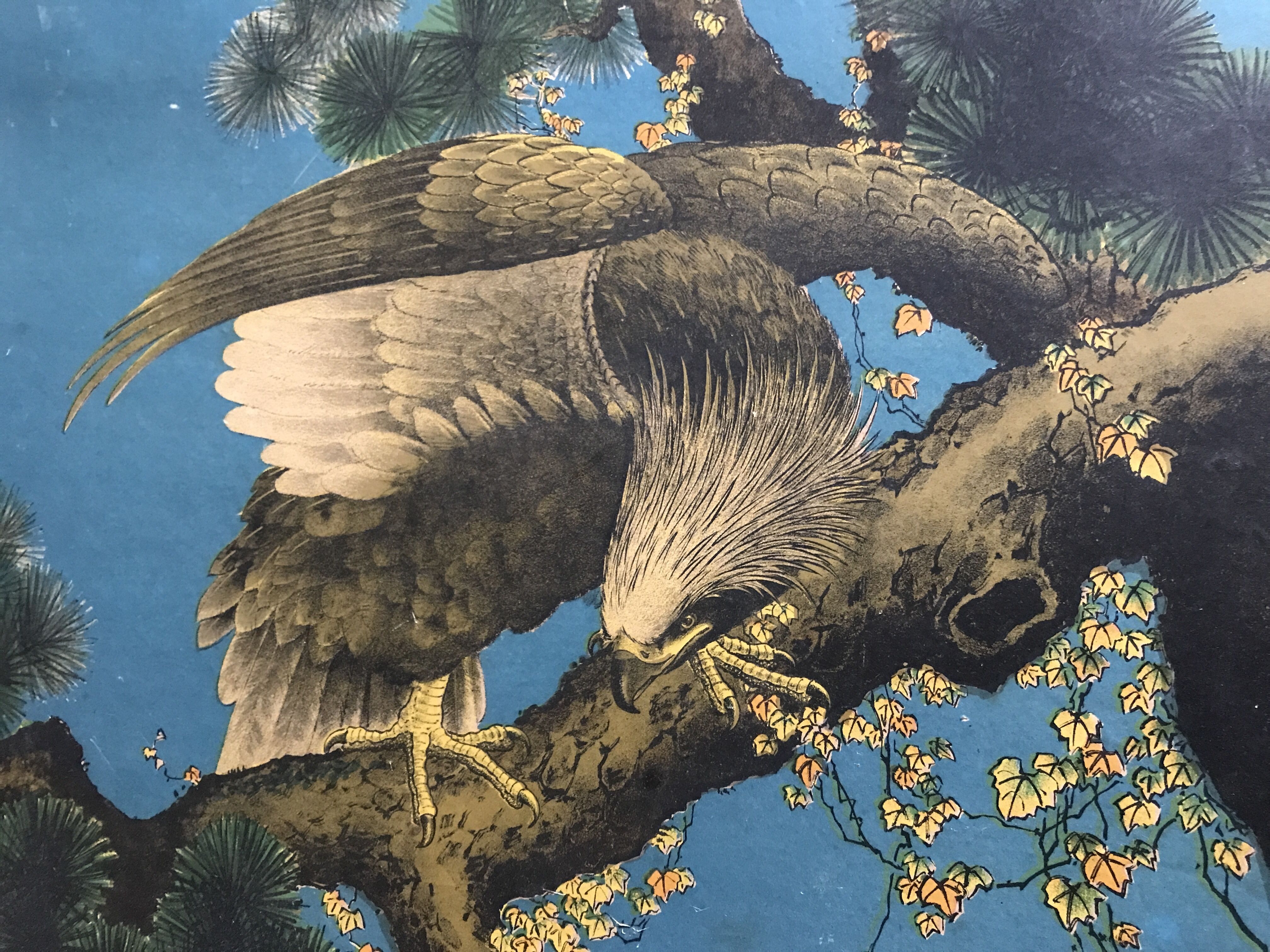 Old estampe of asia with polychrome decoration of eagle on a branch xixth